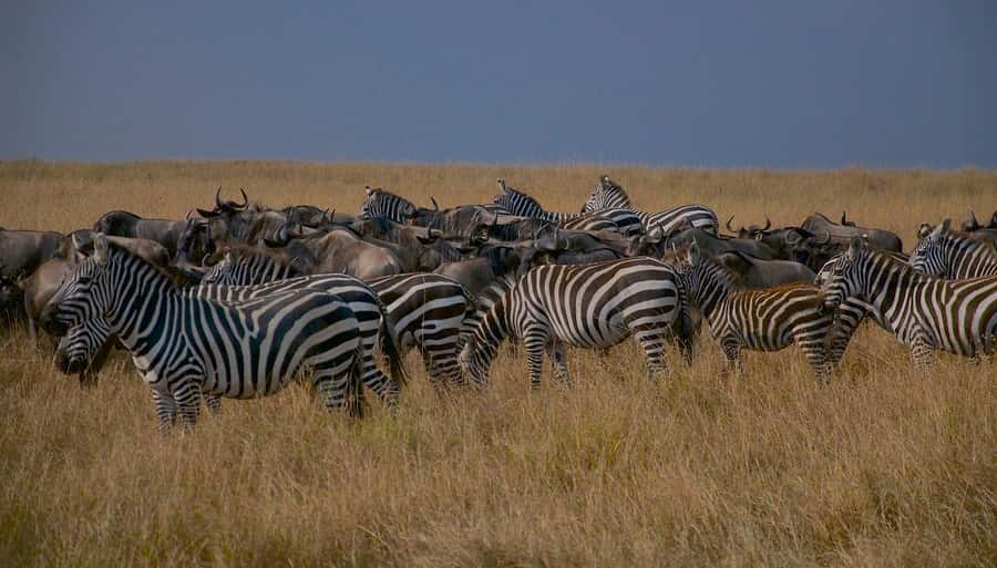 Day Tour to Maasai Mara & optional Maasai village visit - Who this day trip suits best