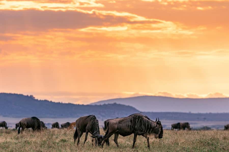 Day Tour to Maasai Mara & optional Maasai village visit - Practical details to bring