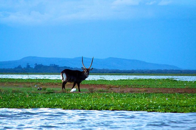 Day tour to mount Longonot park from Nairobi - The optional Lake Naivasha boat ride