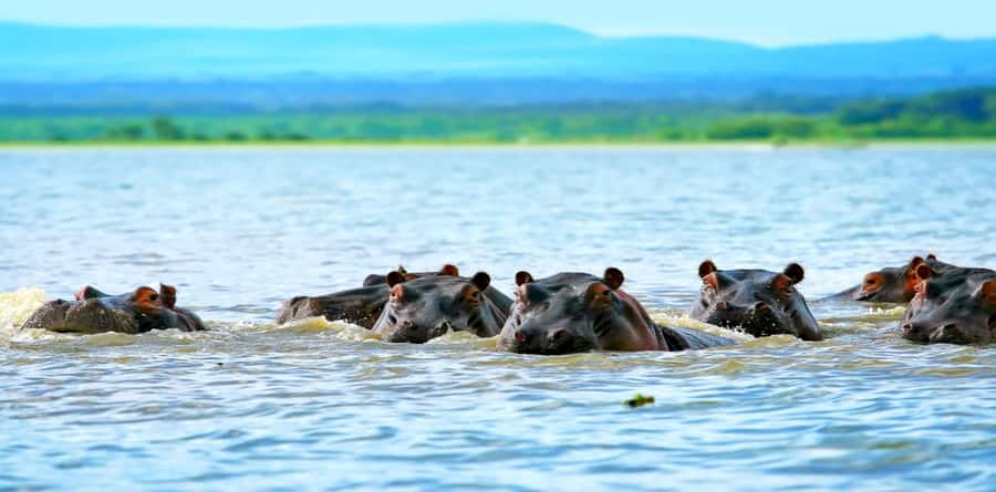 Day Tour To Mount Longonot Park From Nairobi - Birds and hippos from the boat