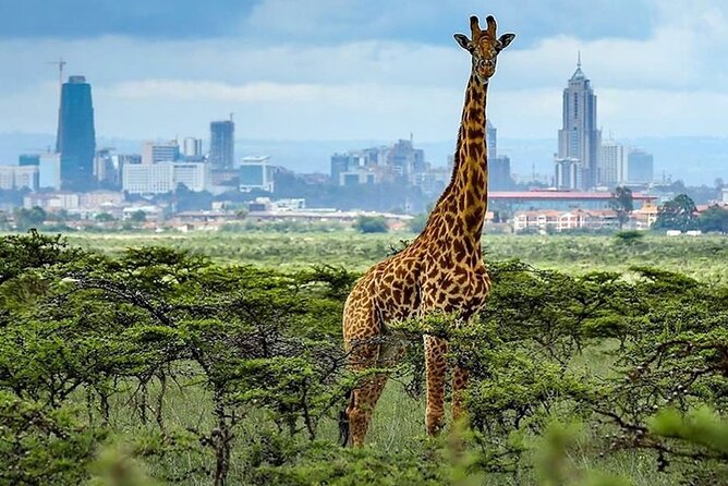 Day Tour to Nairobi National Park and Giraffe Center - Why Nairobi National Park works so well as a first safari