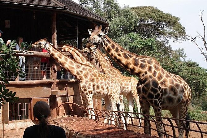 Day Tour to Nairobi National Park and Giraffe Center - Is $180 per person a fair price?