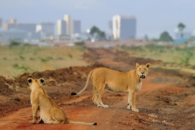 Day Tour to Nairobi National Park and Giraffe Center - The 6:30 a.m. pickup and the value of an early start