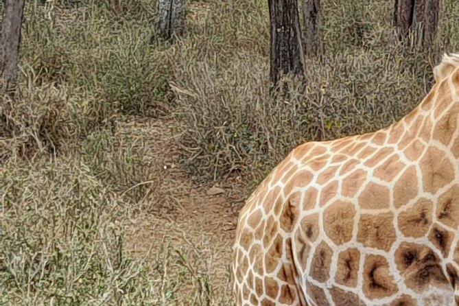 Day Tour to Nairobi national park, Elephants, and Giraffe Center - Giraffe Centre and the Rothschild giraffe