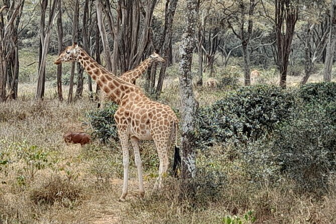 Day Tour to Nairobi national park, Elephants, and Giraffe Center - Sheldrick Wildlife Trust Nursery at 11:00 am