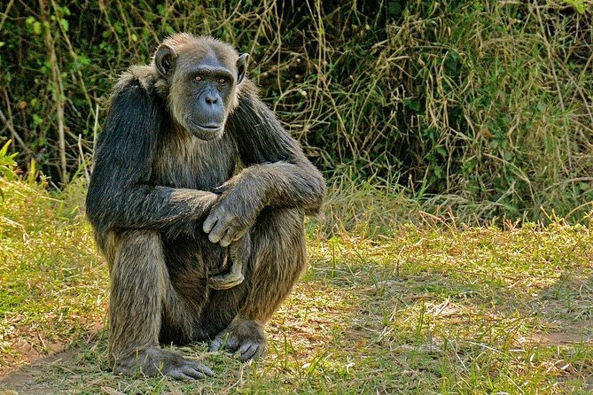 Day Tour to Ol Pejeta Conservancy - Serena Sweetwaters and the watering hole
