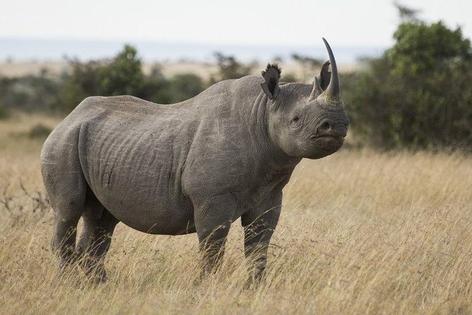 Day Tour to Ol Pejeta Conservancy - The afternoon drive and Baraka the black rhino