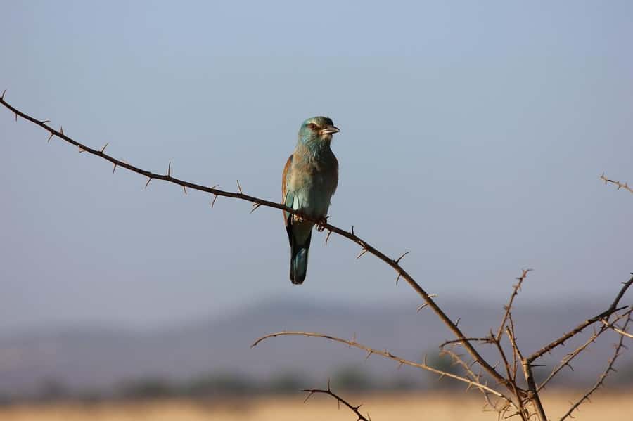 Day tour to Tsavo East National Park from Malindi/ Watamu - Aruba Dam and the water-hole strategy