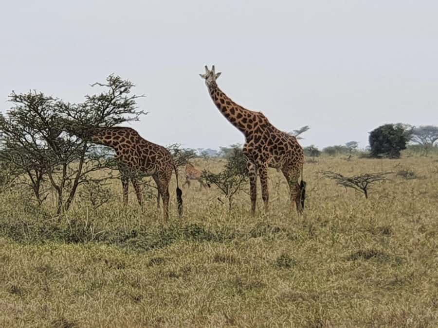 DAY TOUR TO TSAVO EAST NATIONAL PARK FROM MOMBASA/DIANI - Why Tsavo East makes sense from the coast