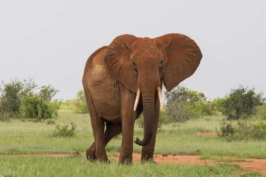 DAY TOUR TO TSAVO EAST NATIONAL PARK FROM MOMBASA/DIANI - Lunch inside the park