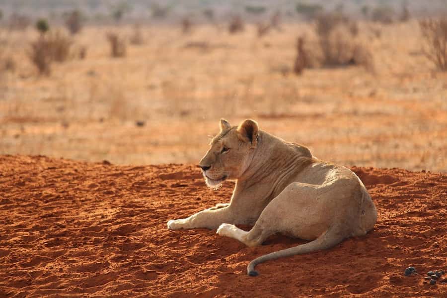 DAY TOUR TO TSAVO EAST NATIONAL PARK FROM MOMBASA/DIANI - Who should book this safari