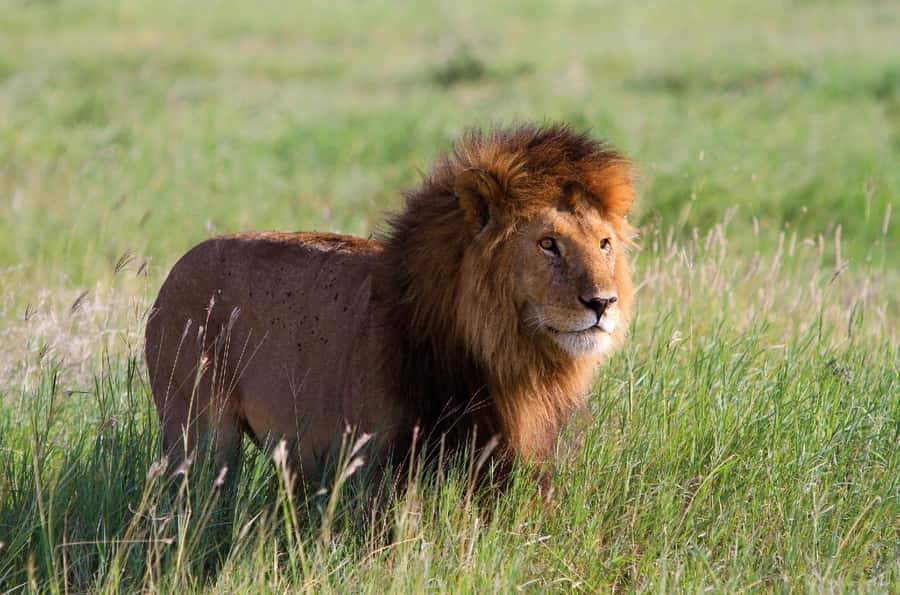 DAY TOUR TO TSAVO EAST NATIONAL PARK FROM MOMBASA/DIANI - A 5:00am pickup from Mombasa or Diani