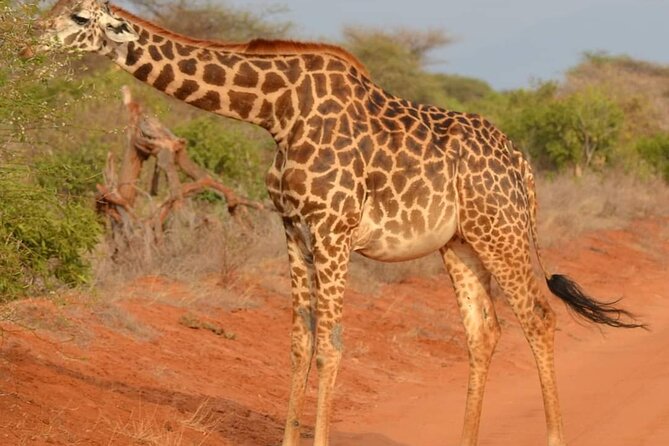 Day Tour to Tsavo East National Park from Mombasa or Diani - Leaving before sunrise on the Mombasa road