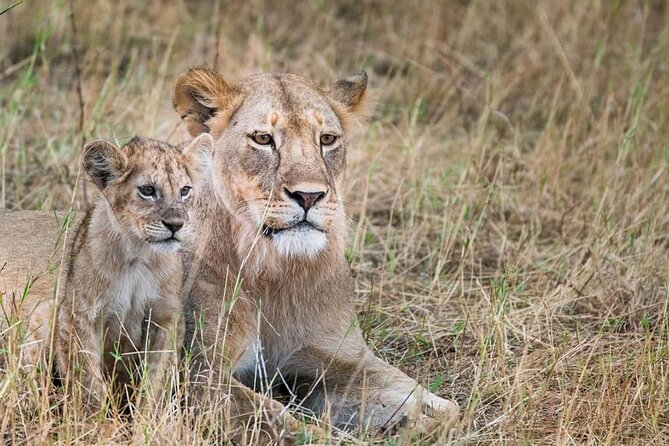 Day Tour to Tsavo East National Park from Mombasa or Diani - Aruba Dam and the best chance in dry weather