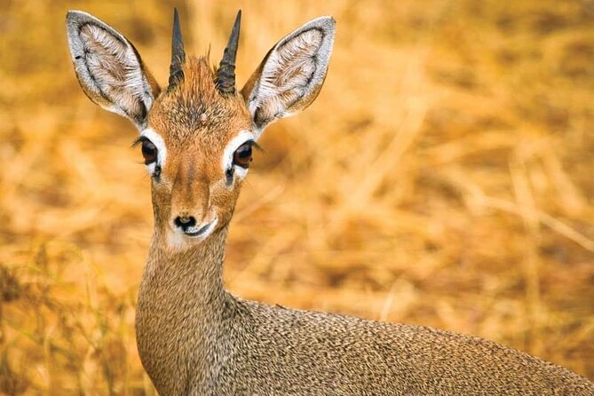 Day Tour to Tsavo East National Park from Mombasa or Diani - The afternoon game drive and exit