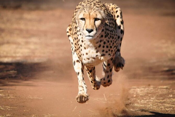 Day Tour to Tsavo East National Park from Mombasa or Diani - What the private format changes