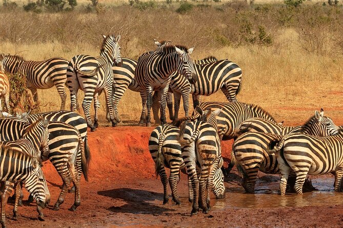 Day Tour to Tsavo East National Park from Mombasa or Diani - Price and what the $280 covers