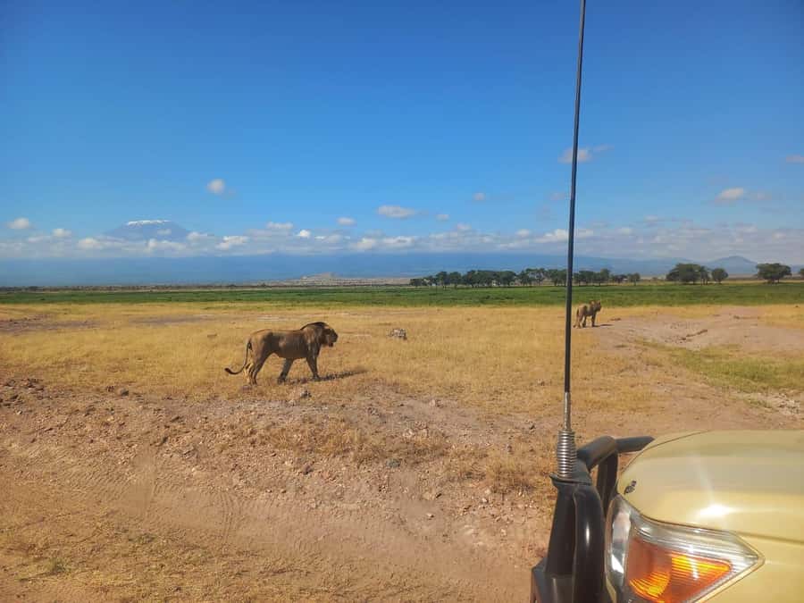 DAY TRIP AMBOSELI NATIONAL PARK FROM NAIROBI BUDGET SAFARI. - Key Things to Know Before You Go