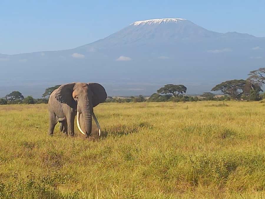 DAY TRIP AMBOSELI NATIONAL PARK FROM NAIROBI BUDGET SAFARI. - Finding the Best Kilimanjaro View