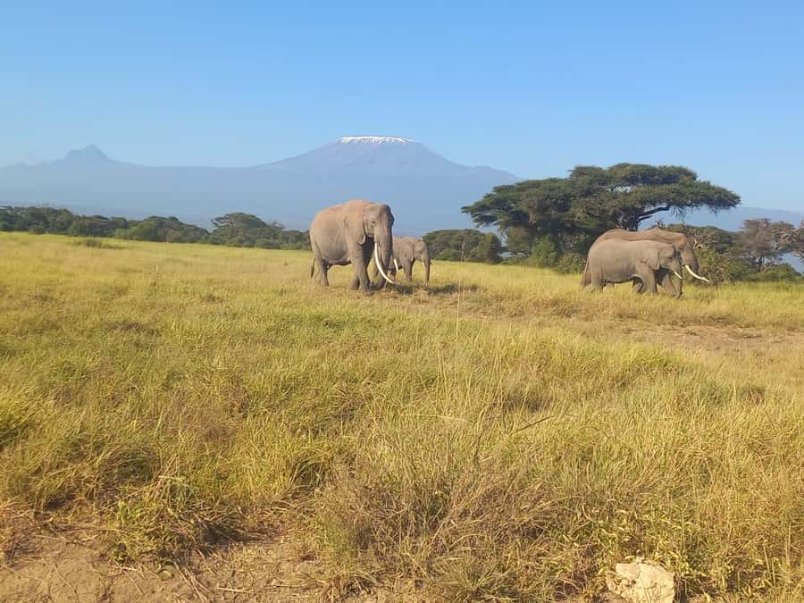 DAY TRIP AMBOSELI NATIONAL PARK FROM NAIROBI BUDGET SAFARI. - Meeting a Maasai Community