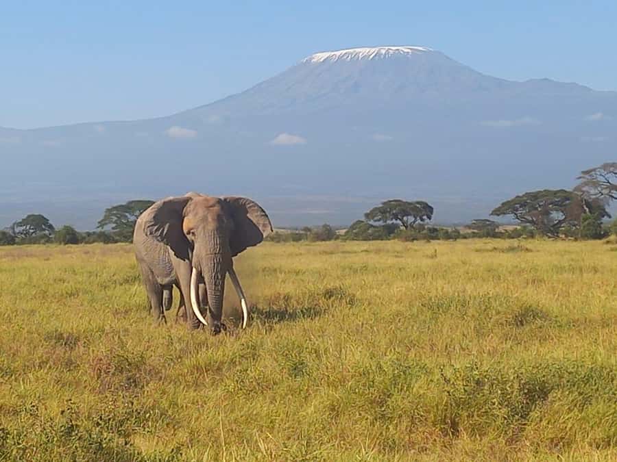DAY TRIP AMBOSELI NATIONAL PARK FROM NAIROBI BUDGET SAFARI. - What the $170 Price Really Covers
