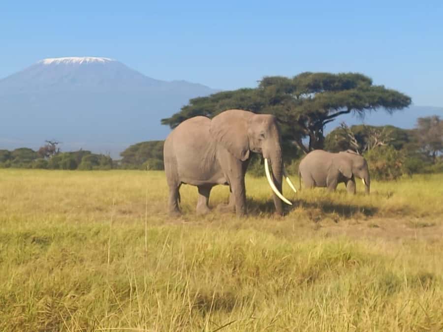 DAY TRIP AMBOSELI NATIONAL PARK FROM NAIROBI BUDGET SAFARI. - Timing, Comfort, and the Pace of the Day