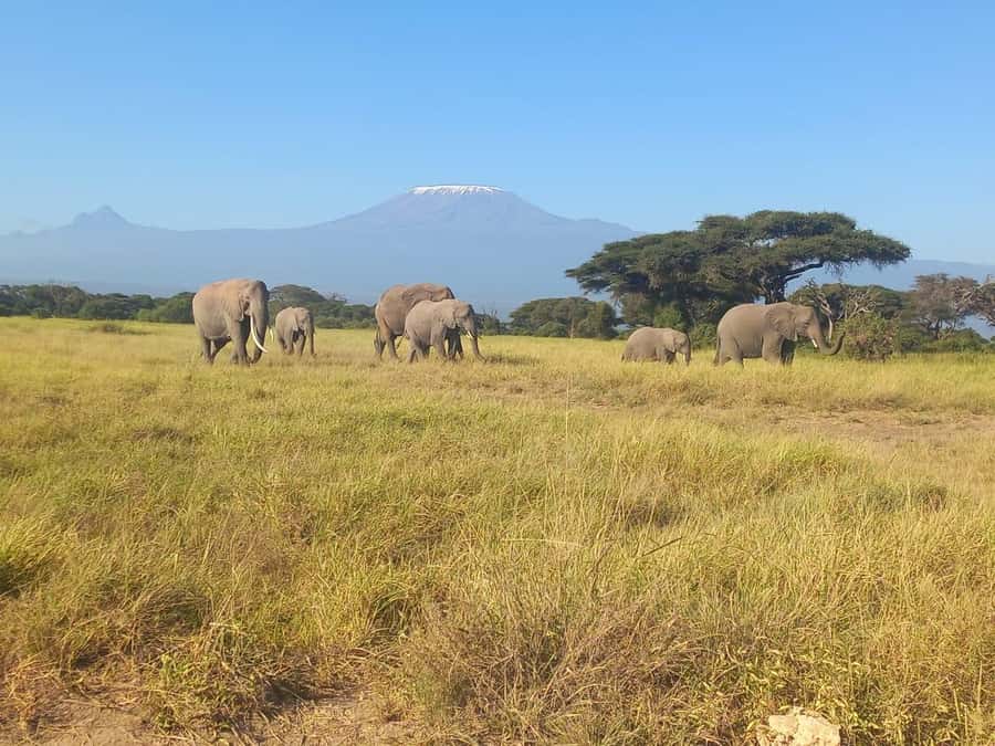 DAY TRIP AMBOSELI NATIONAL PARK FROM NAIROBI BUDGET SAFARI. - Practical Tips for a Better Day