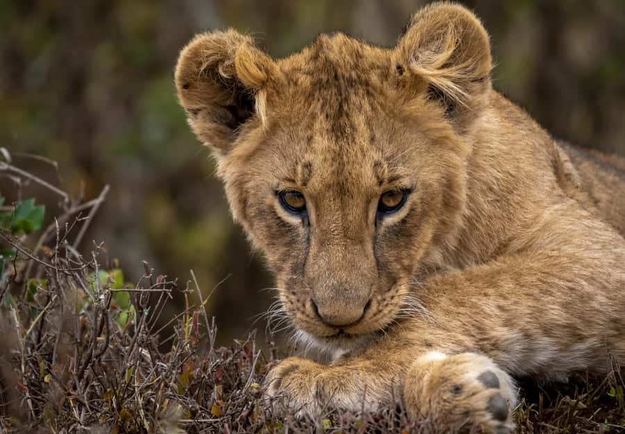Day Trip: Amboseli National Park & Maasai Village – Nairobi - Key points to know before booking