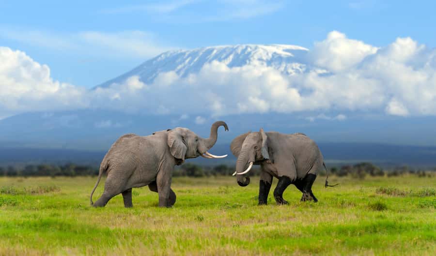 Day Trip: Amboseli National Park & Maasai Village – Nairobi - Why Amboseli makes sense as a one-day safari