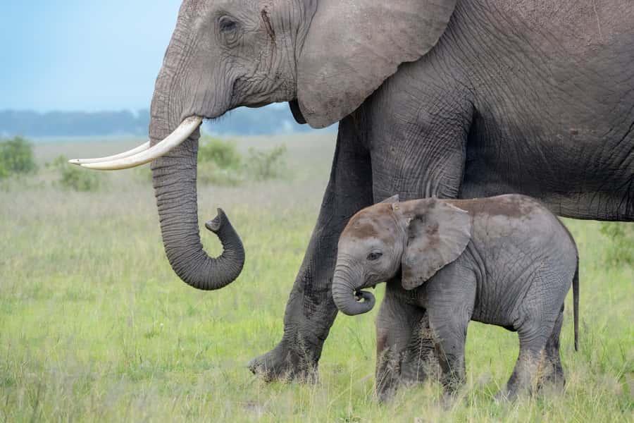 Day Trip: Amboseli National Park & Maasai Village – Nairobi - Five hours among Amboseli’s elephants