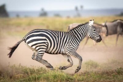 Day Trip: Amboseli National Park & Maasai Village – Nairobi