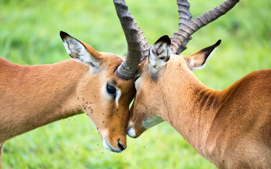 Day Trip: Amboseli National Park & Maasai Village – Nairobi - Lunch and the practical cost of the day