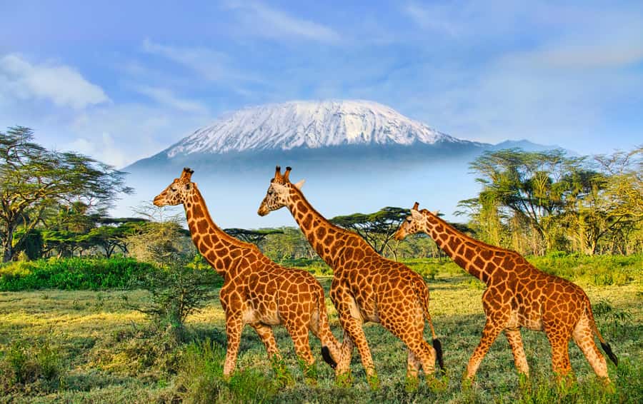 Day Trip: Amboseli National Park & Maasai Village – Nairobi - What happens at the Maasai village