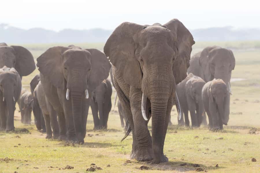 Day Trip: Amboseli National Park & Maasai Village – Nairobi - The return to Nairobi