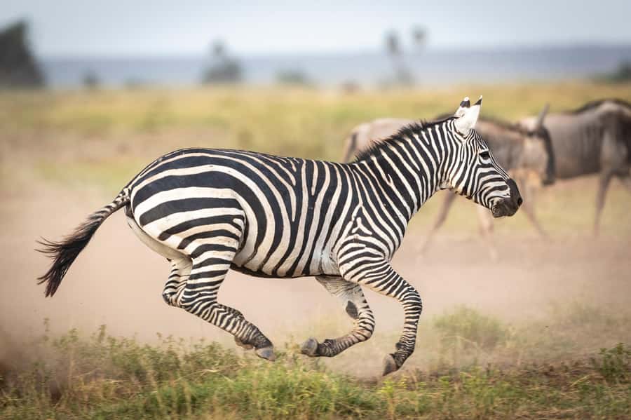Day Trip: Amboseli National Park & Maasai Village – Nairobi - The early road from Nairobi to the park