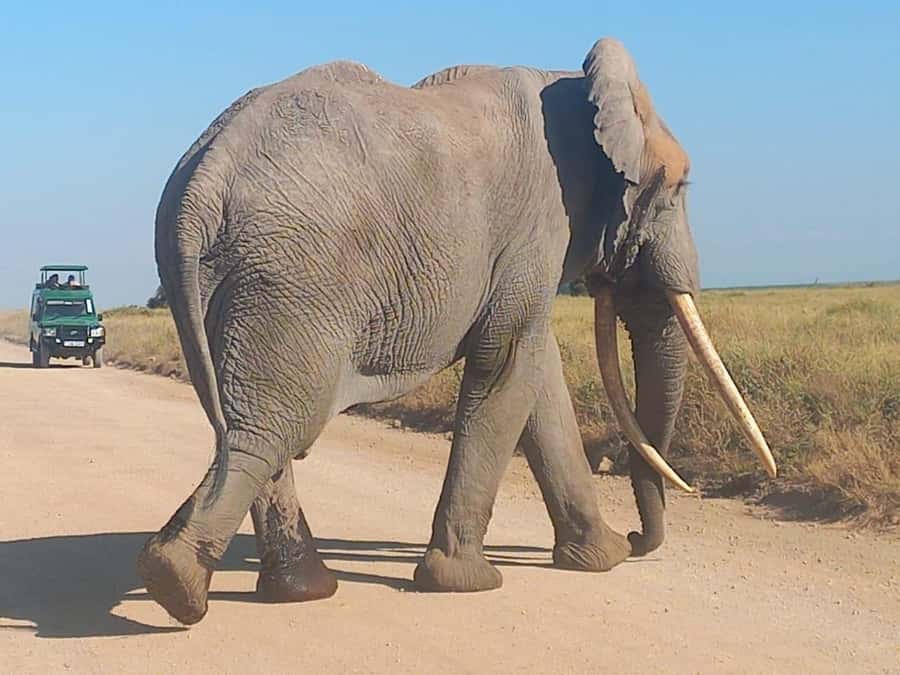 DAY TRIP AMBOSELI PARK FROM NAIROBI AND MASAI VILLAGE. - Why Amboseli makes a strong day trip from Nairobi