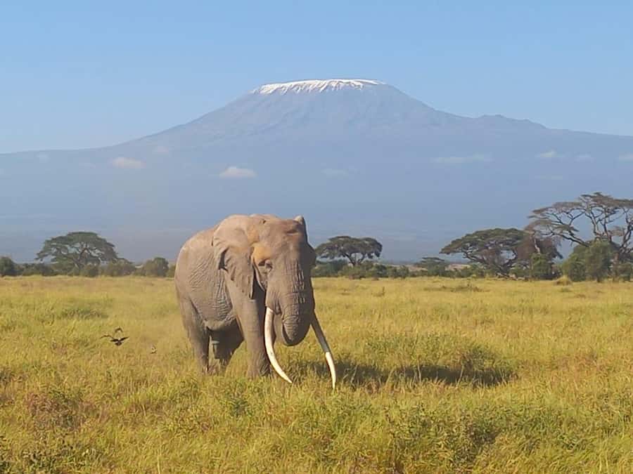 DAY TRIP AMBOSELI PARK FROM NAIROBI AND MASAI VILLAGE. - Inside Amboseli National Park