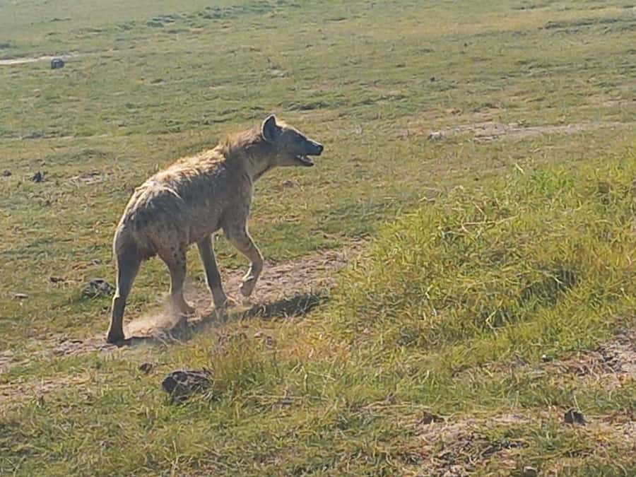 DAY TRIP AMBOSELI PARK FROM NAIROBI AND MASAI VILLAGE. - The Maasai village visit