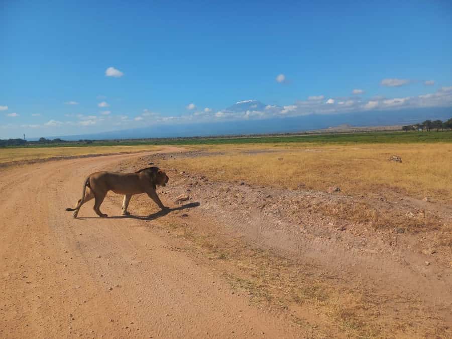 DAY TRIP AMBOSELI PARK FROM NAIROBI AND MASAI VILLAGE. - The ride back to Nairobi