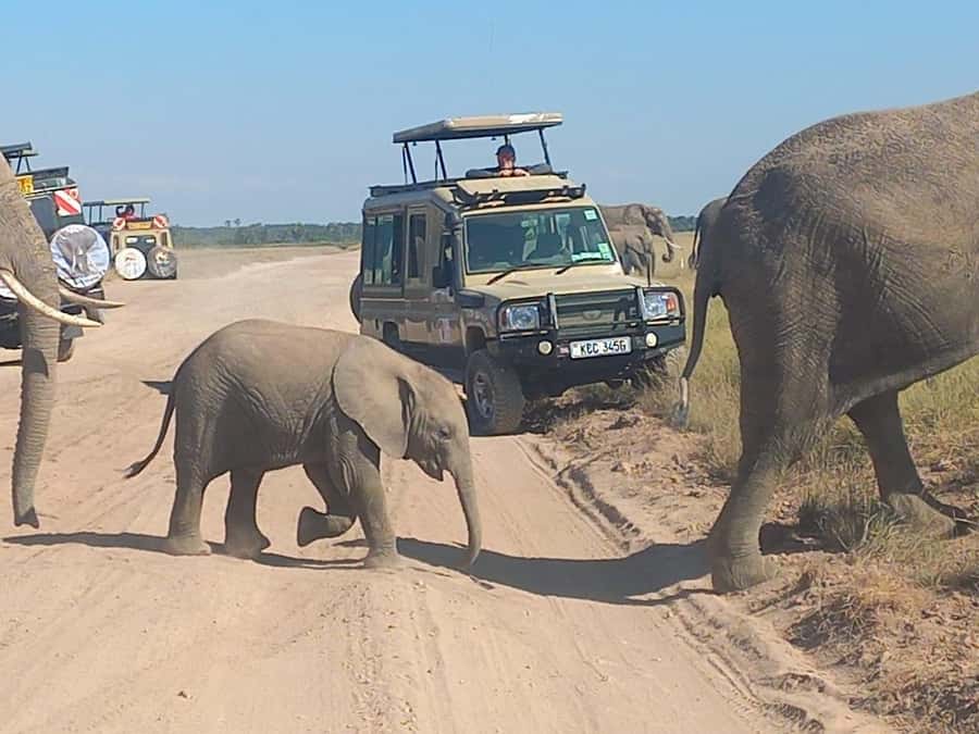 DAY TRIP AMBOSELI PARK FROM NAIROBI AND MASAI VILLAGE. - What the $500 price really buys