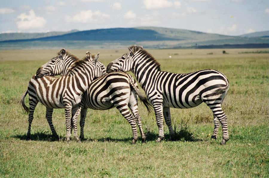 Day Trip: Hell's Gate Bike Ride & Lake Naivasha Boat Ride - Why Hell’s Gate Works So Well as a Nairobi Day Trip