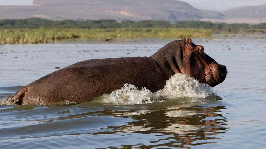 Day Trip: Hell's Gate Bike Ride & Lake Naivasha Boat Ride - Cycling Through Hell’s Gate National Park