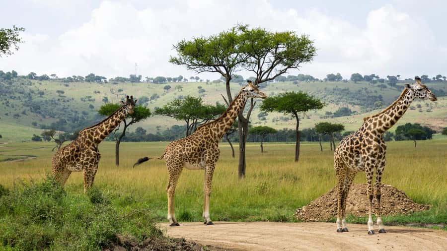 Day Trip: Hell's Gate Bike Ride & Lake Naivasha Boat Ride - Lunch Near the Park, With a Choice to Save Money