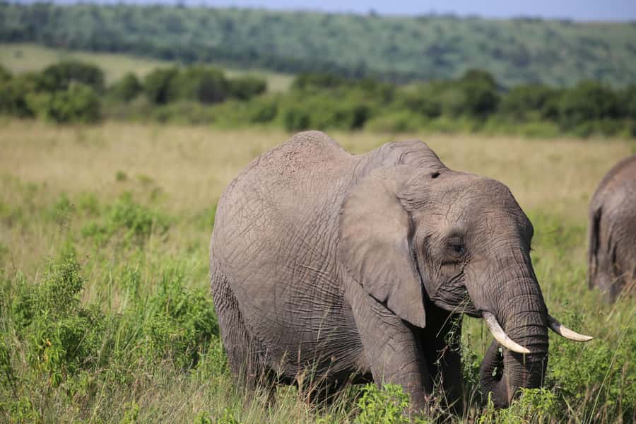 Day Trip: Hell's Gate Bike Ride & Lake Naivasha Boat Ride - Practical Advice for a Smoother Day