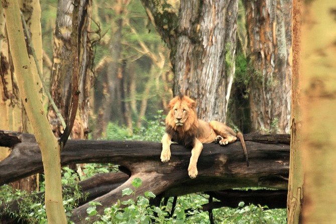 Day trip - Lake Nakuru National Park Tour From Nairobi - From Nairobi to the Great Rift Valley