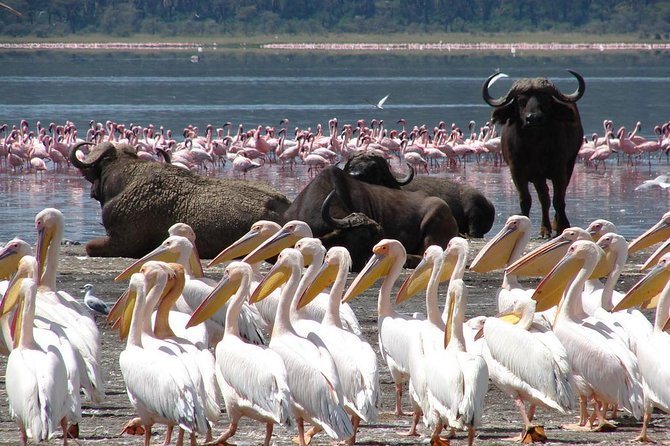 Day trip - Lake Nakuru National Park Tour From Nairobi - Rhino country beyond the water