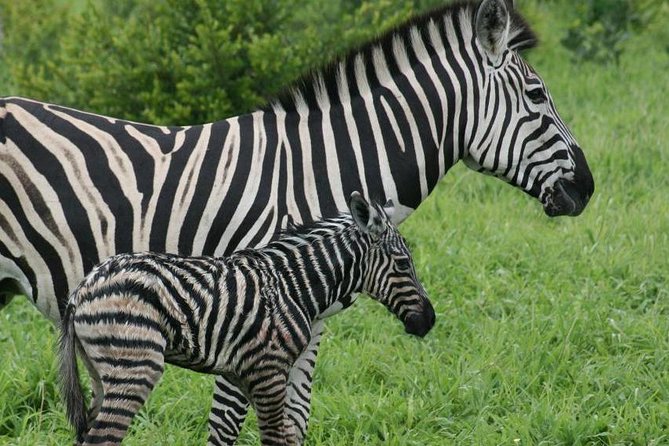 Day trip - Lake Nakuru National Park Tour From Nairobi - Lions, leopard, and the rest of the park