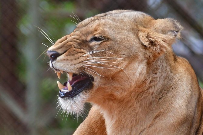 Day trip - Lake Nakuru National Park Tour From Nairobi - What the $130 price really covers