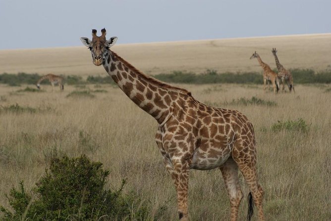 Day trip - Lake Nakuru National Park Tour From Nairobi - Comfort, group size, and the long day