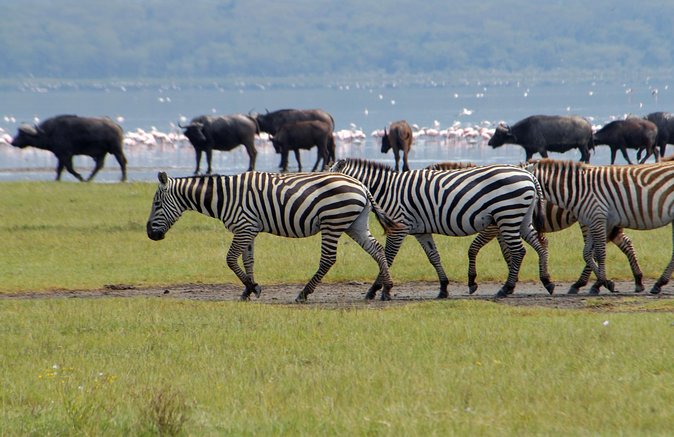 Day trip - Lake Nakuru National Park Tour From Nairobi - The guide makes or breaks the wildlife viewing